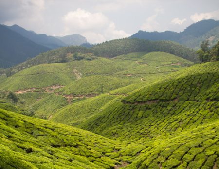 Munnar 2